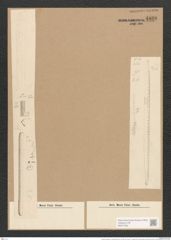 Nitzschia insignis var. mediterranea Grun. (de-Toni-Nr.: Genus 47, Species 2074) Zeichnungen Sammlung Grunow Nr. 4099 (NHMW-BOT-W0371954)